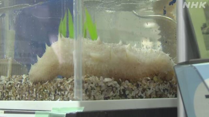 hải sâm màu trắng